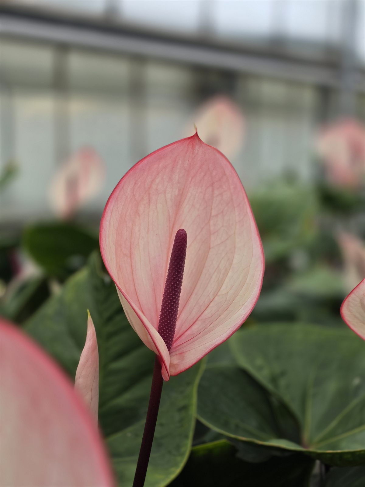 Facetto