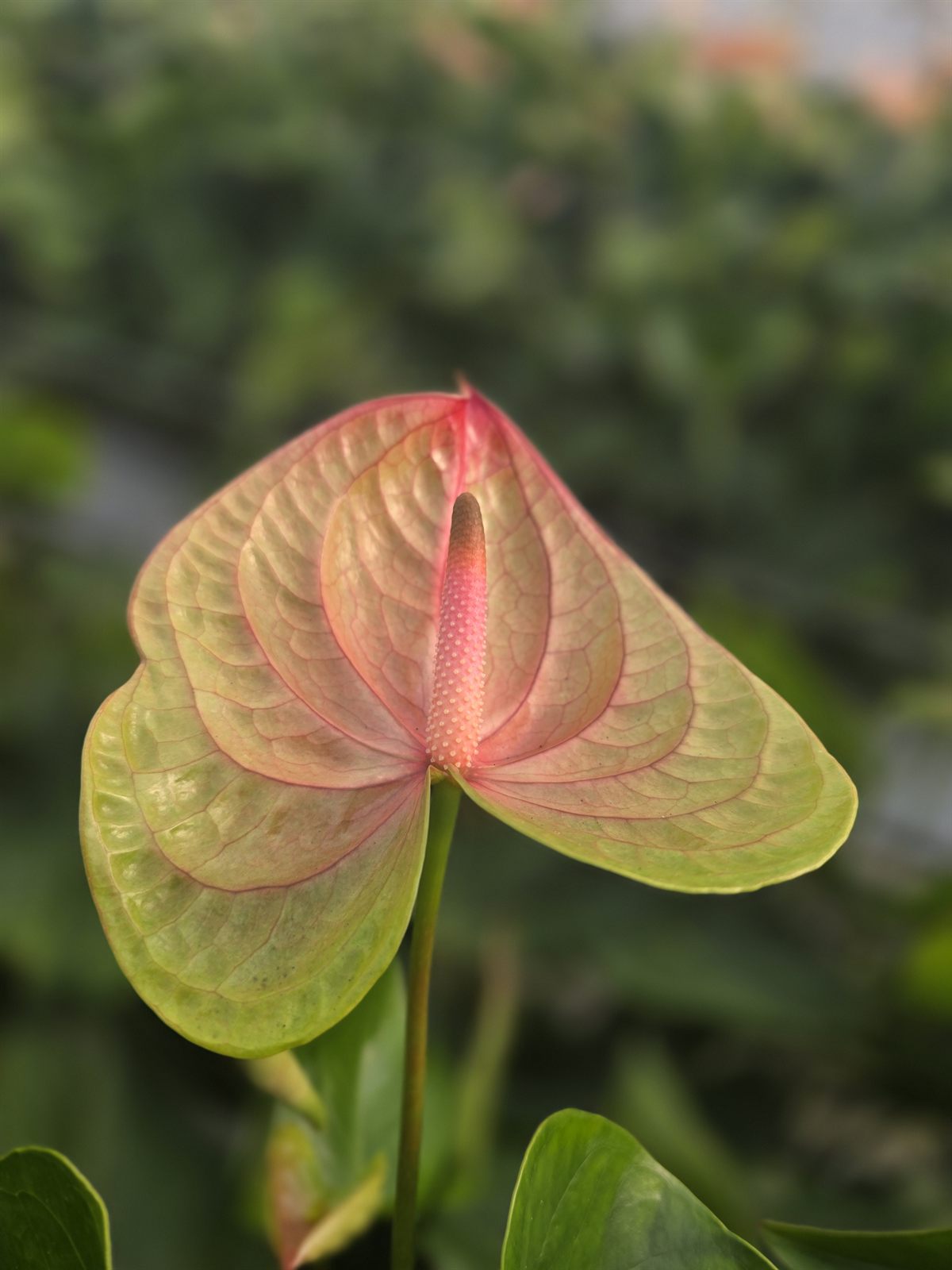 Licosa