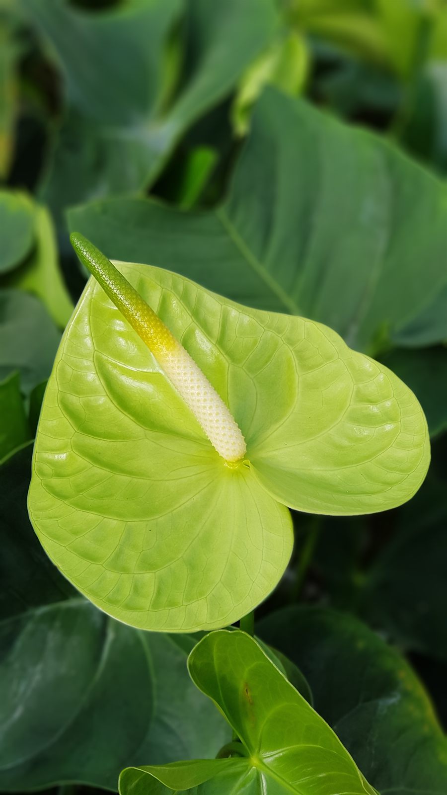 Midori
