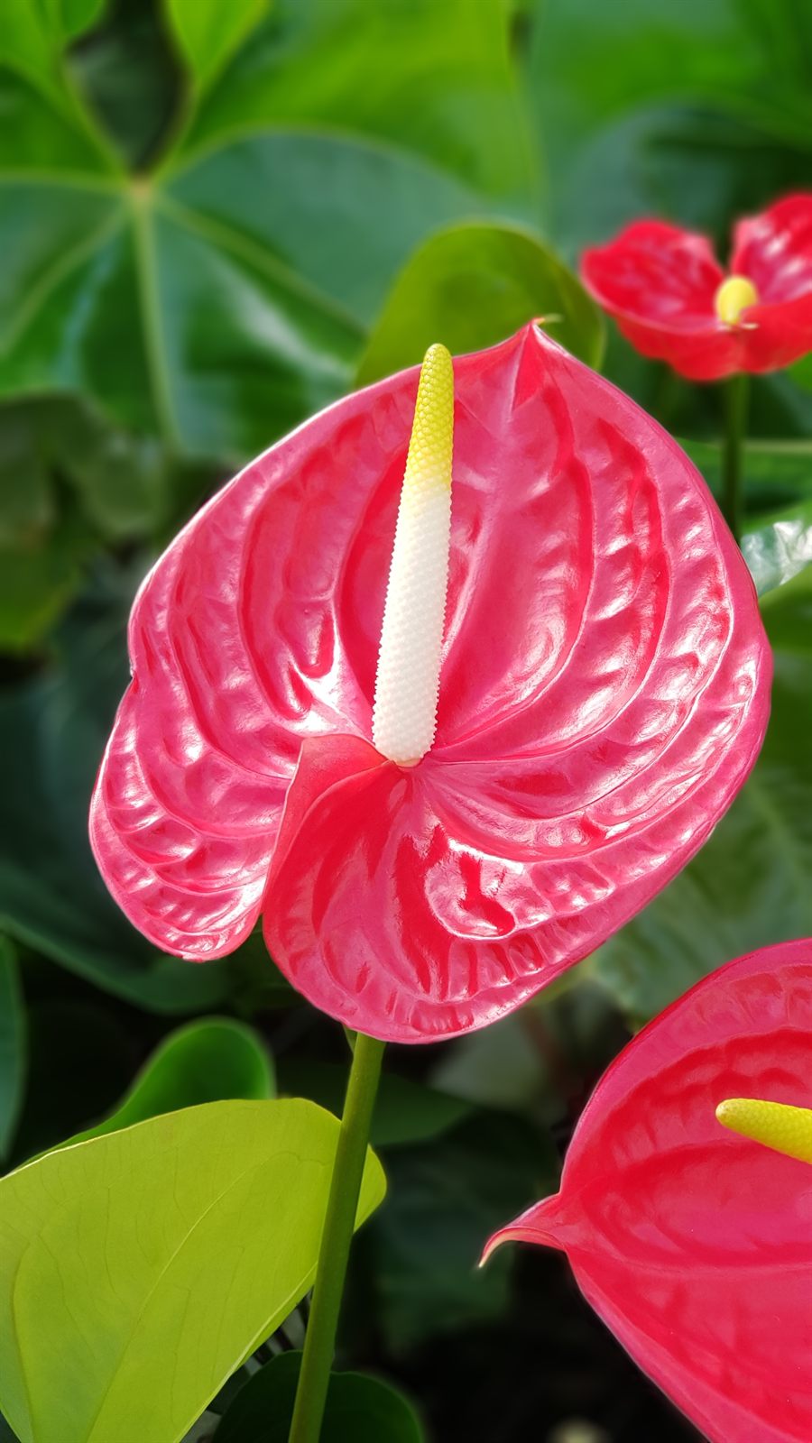 Tropical — zdjęcie 2