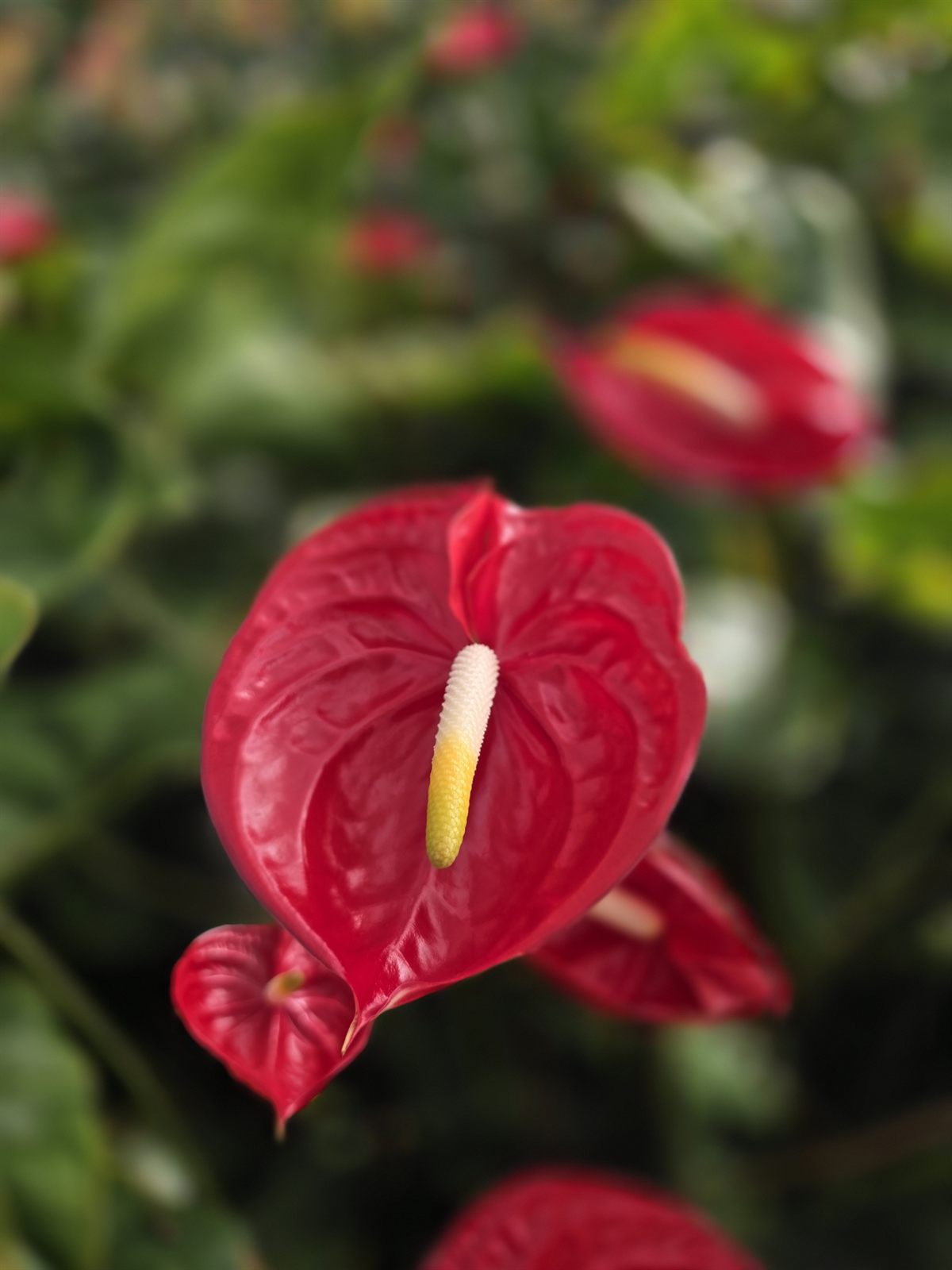 Tropical — zdjęcie 3