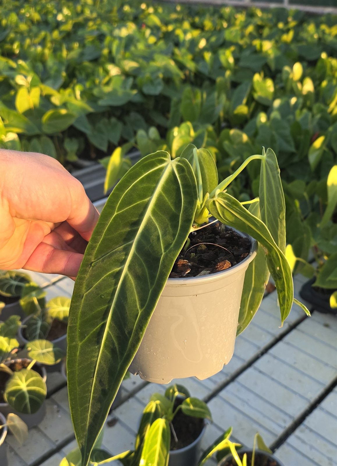 Anthurium warocqueanum — Queen Anthurium