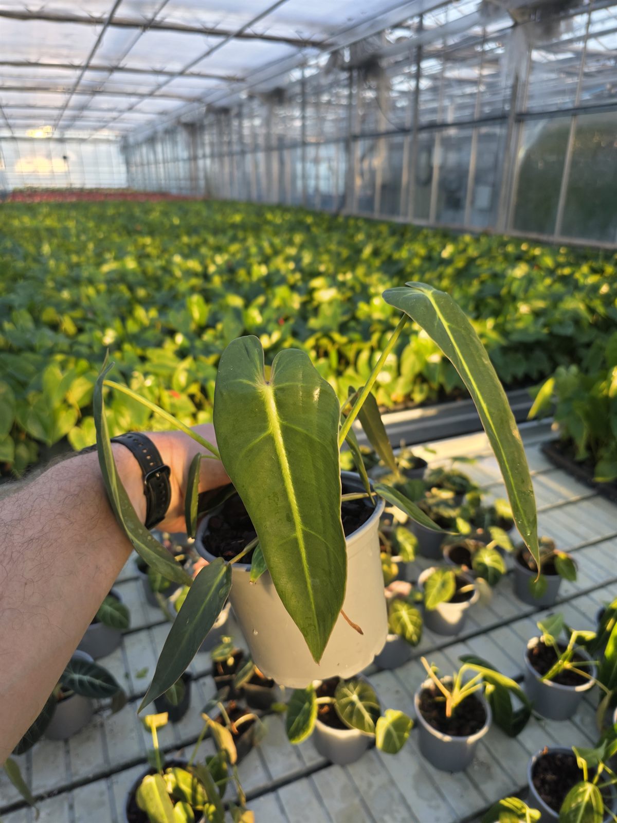 Philodendron Spiritus Sancti