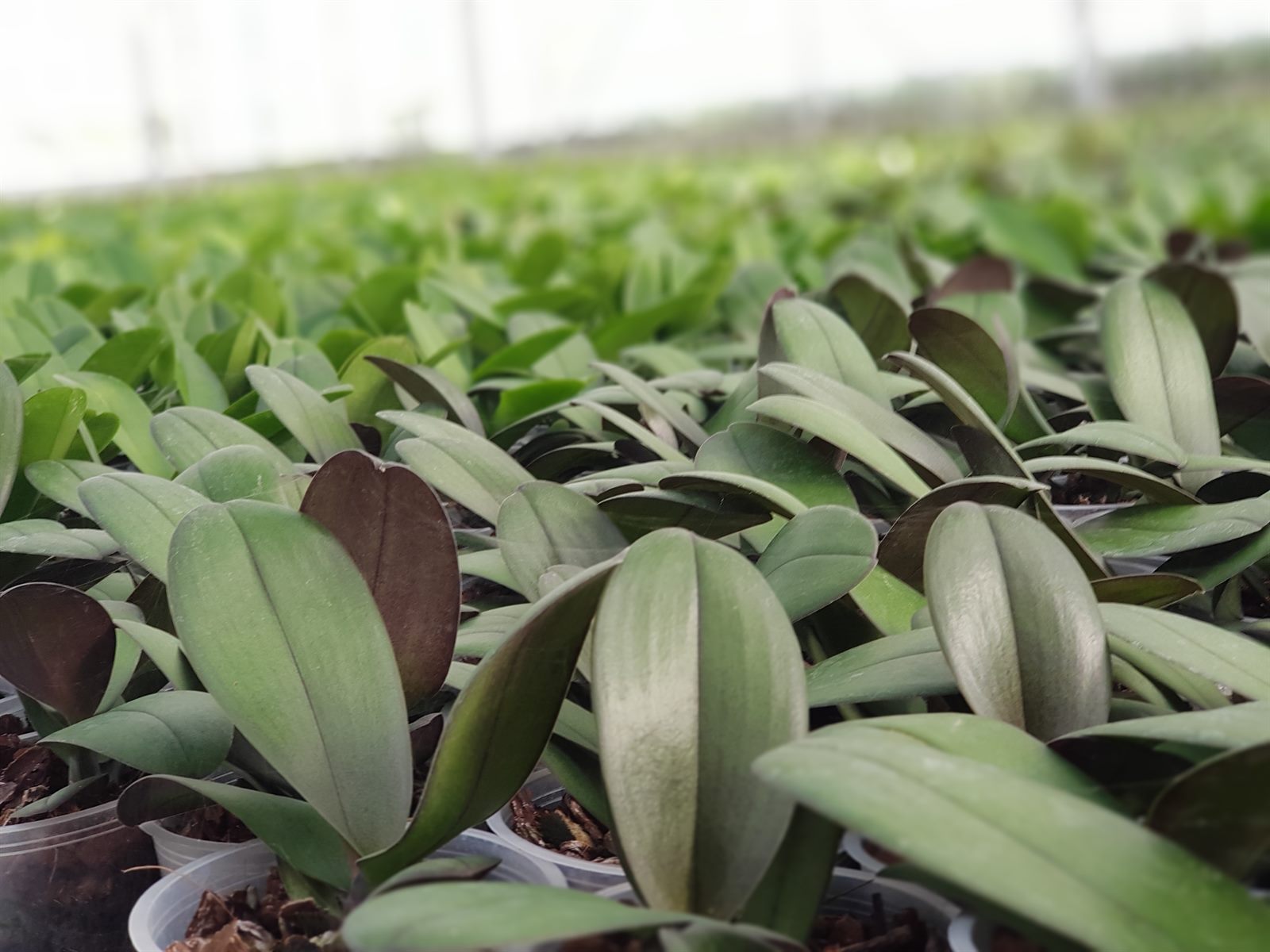 Młode sadzonki storczyków Phalaenopsis
