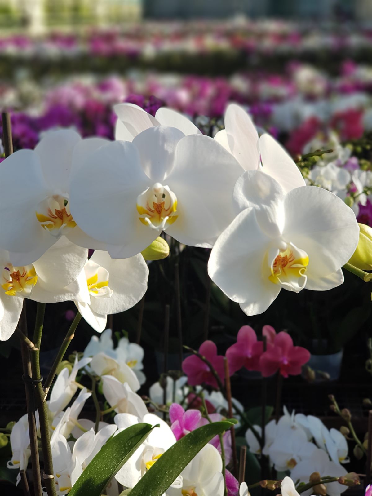 Białe storczyki Phalaenopsis