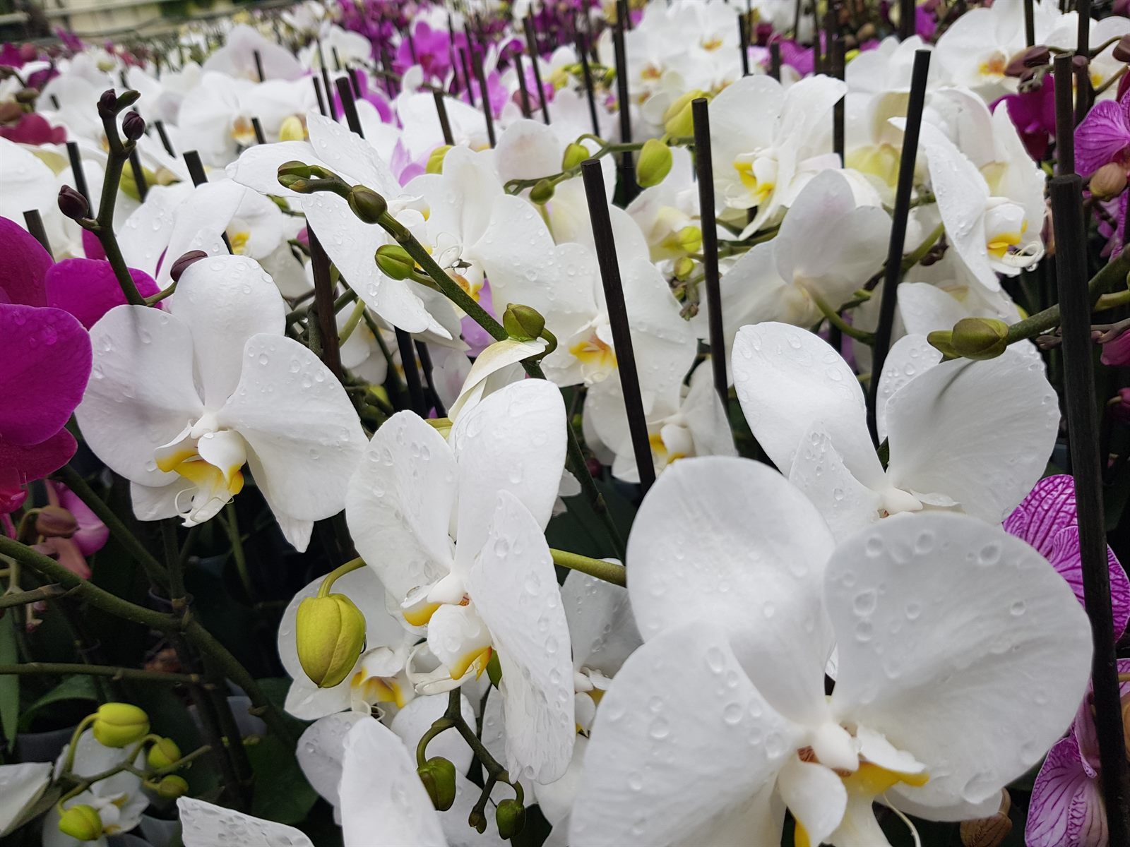 Storczyki Phalaenopsis w kolorze fuksji